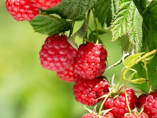 ripe raspberries in a garden