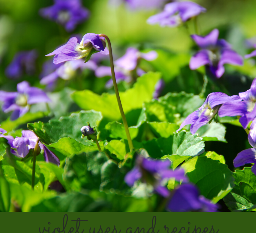 violet season